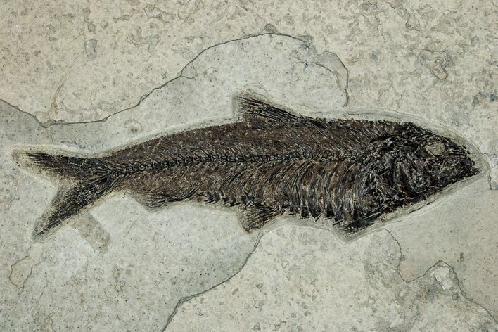 Detailed Fossil Fish (Knightia) - Huge For Species #251868